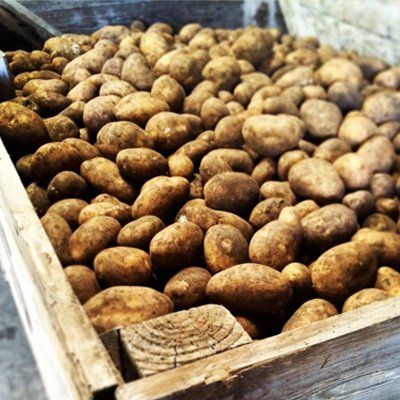 freshly dug up new potatoes