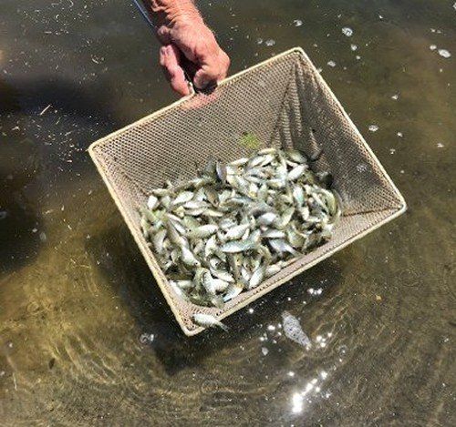 Midge & Mosquito Control