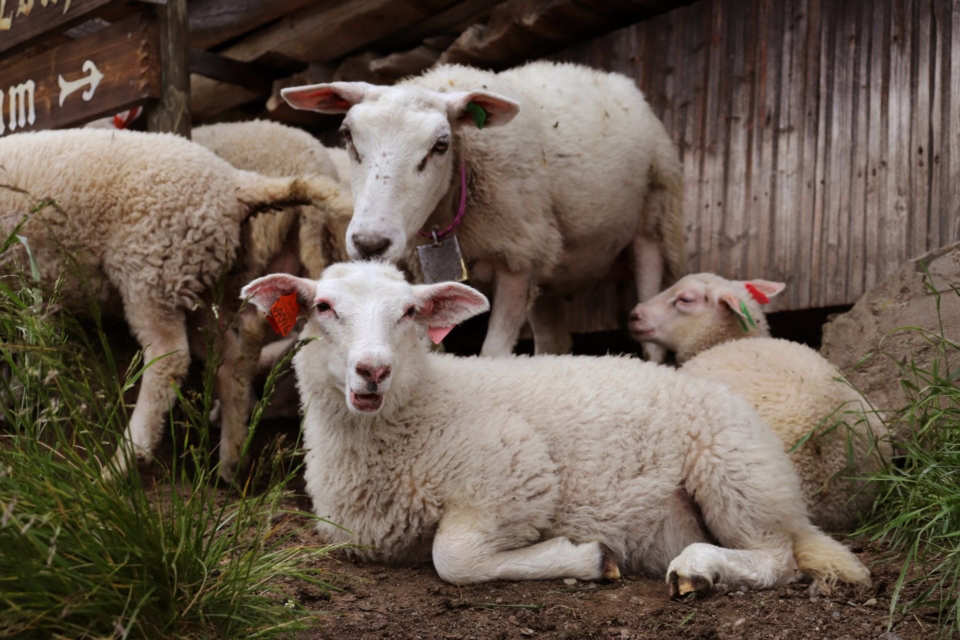 Slice of Heaven Educational Farm | Special Events on the Farm