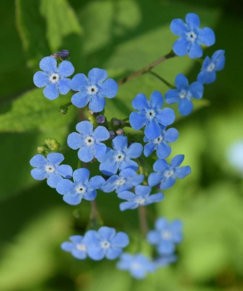 Cluster of small, bright blue forget-me-not flowers with yellow centers, against green foliage.
