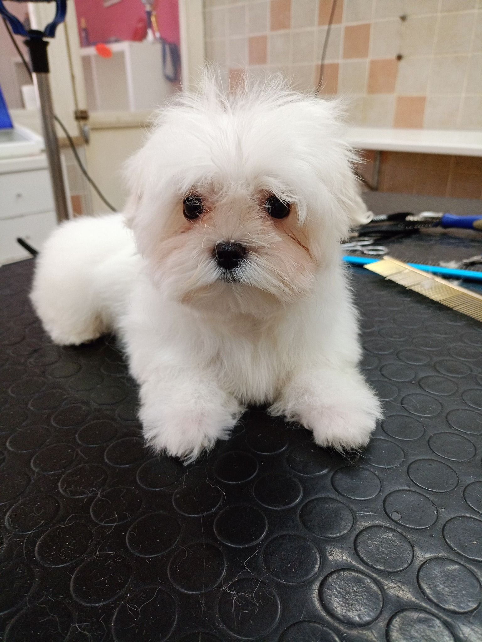 Cucciolo di maltese bianco sdraiato su un tavolo da toelettatura, che guarda la telecamera.
