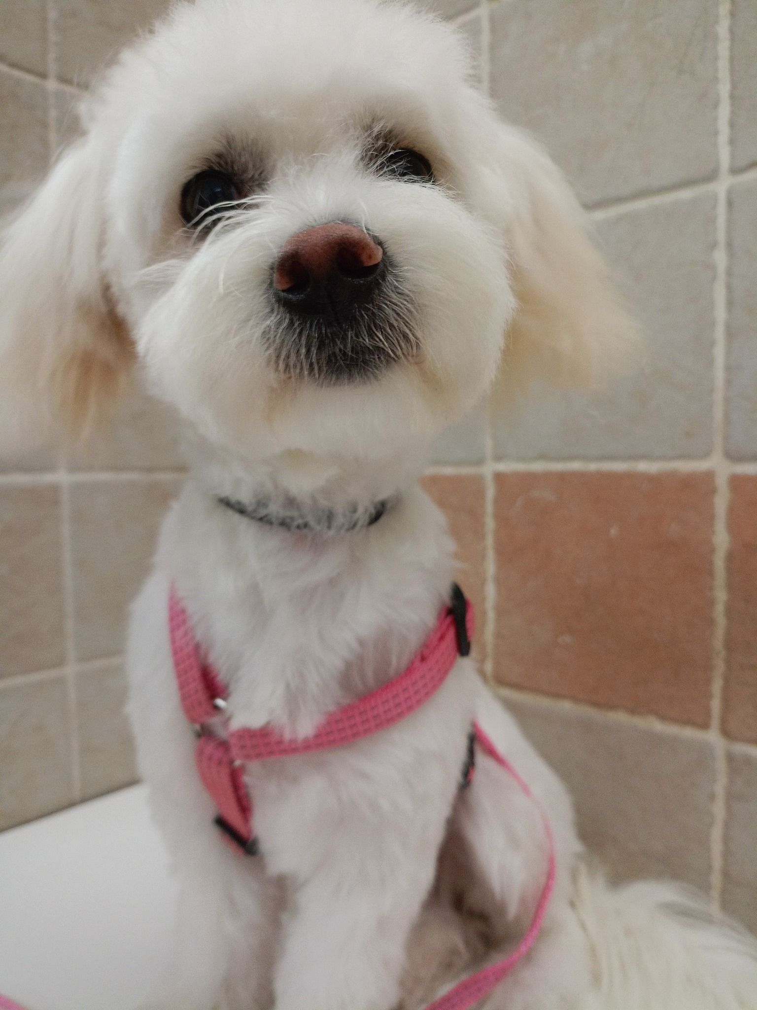 Cane bianco e soffice, seduto, con pettorina rosa, muso rotondo e pelo tagliato.