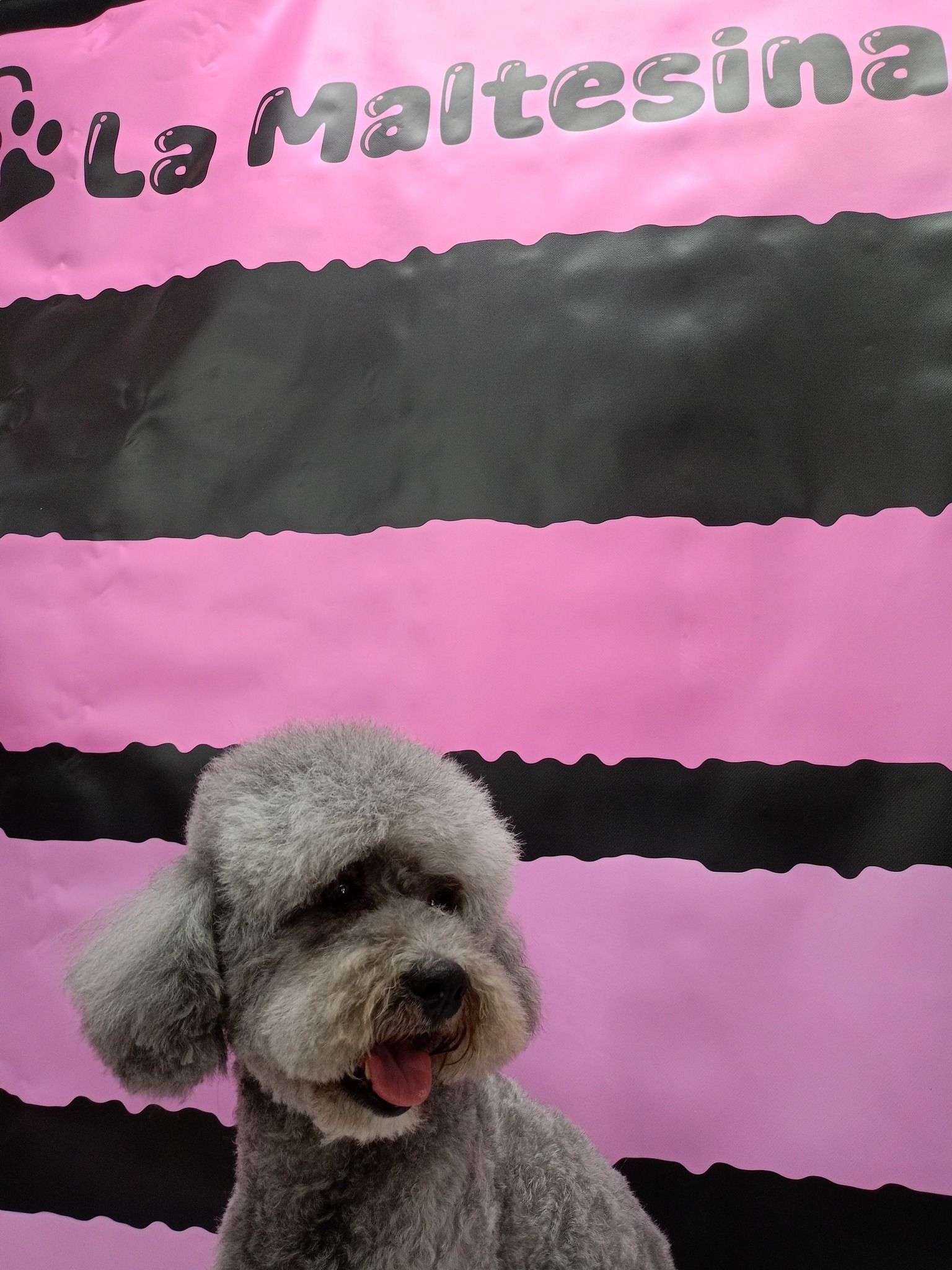 Cane grigio con taglio di pelo stilizzato su sfondo a strisce rosa e nere con la scritta