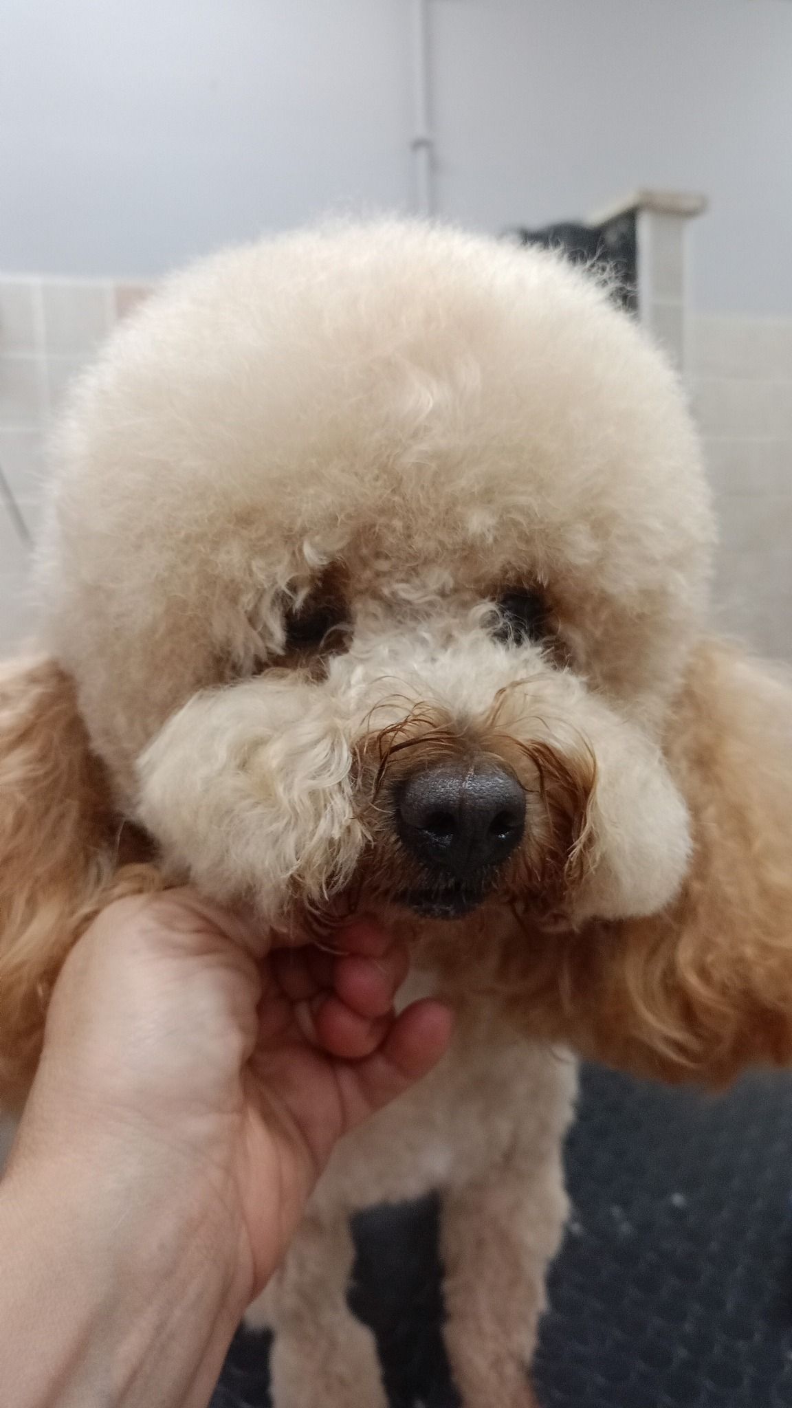 Un barboncino con il muso rasato, tenuto in mano. Il cane ha un pelo soffice e marrone chiaro.