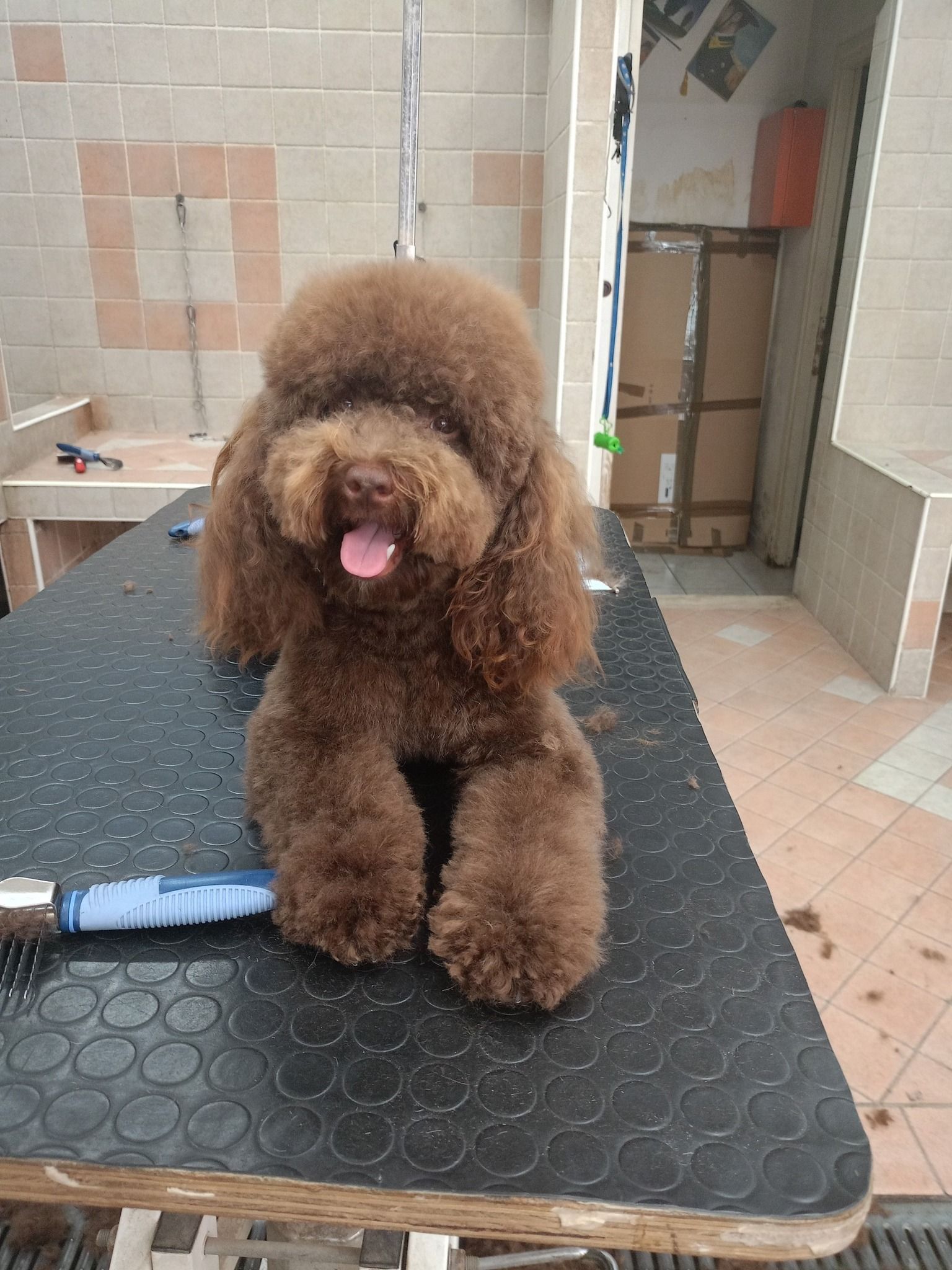 Barboncino marrone con un orsacchiotto tagliato su un tavolo da toelettatura.