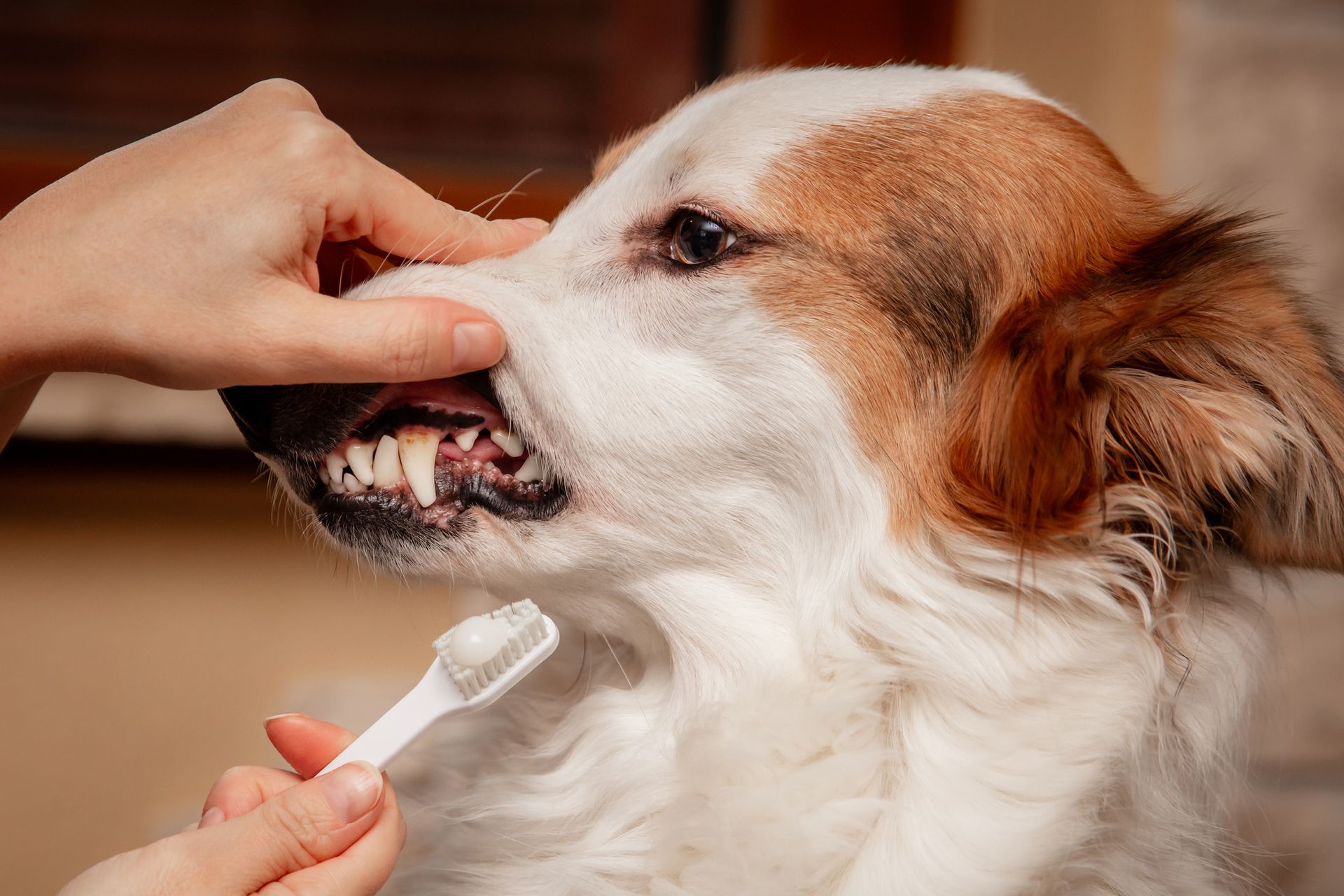 Persona che spazzola i denti bianchi e marroni di un cane con uno spazzolino piccolo.