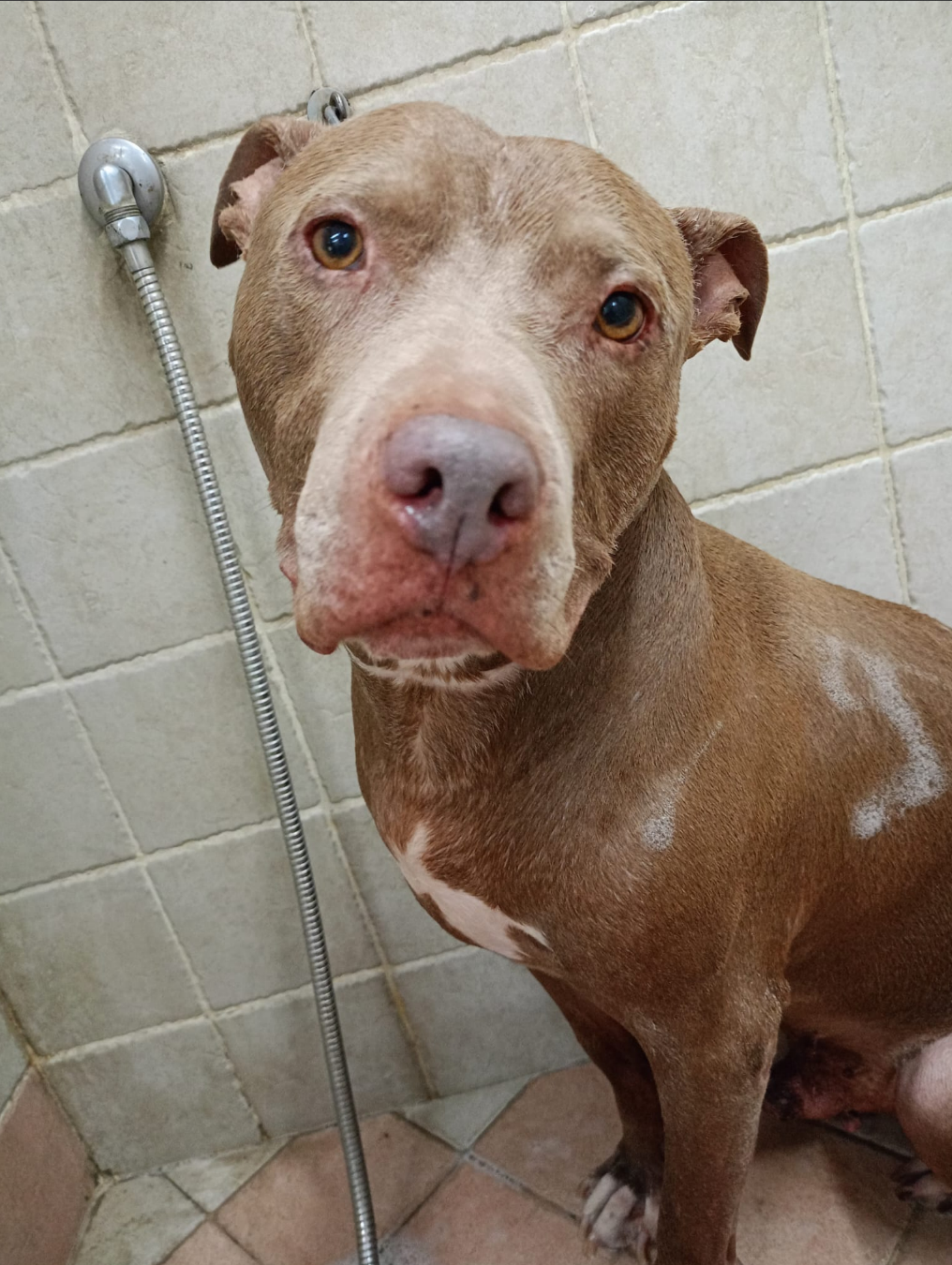 Un pitbull marrone sotto la doccia, con il pelo bagnato che guarda la telecamera e il soffione della doccia sullo sfondo.