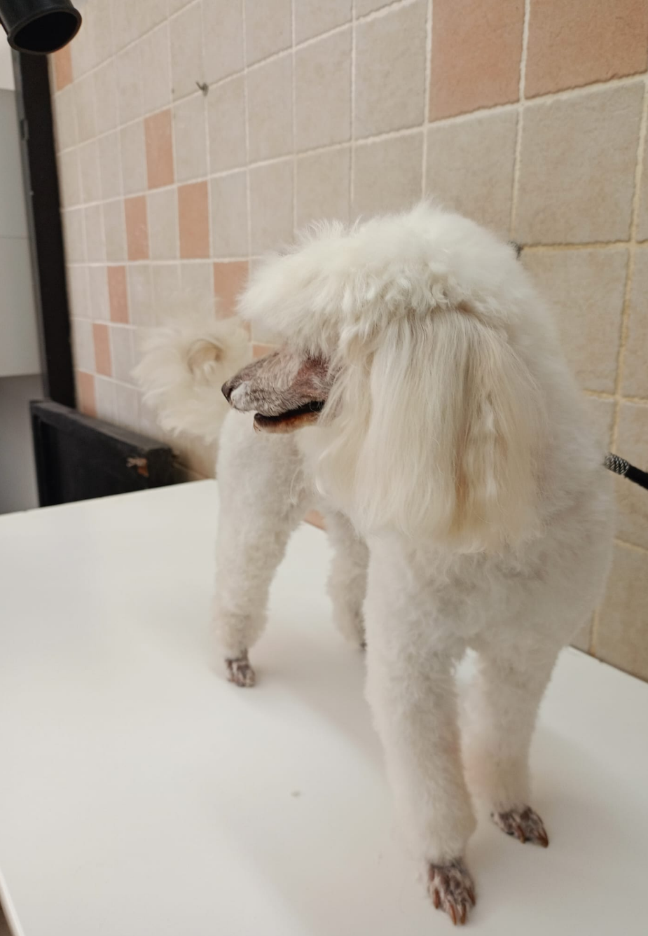 Un barboncino bianco con zampe e muso appena lavati è in piedi su un tavolo bianco. Piastrelle color crema sullo sfondo.