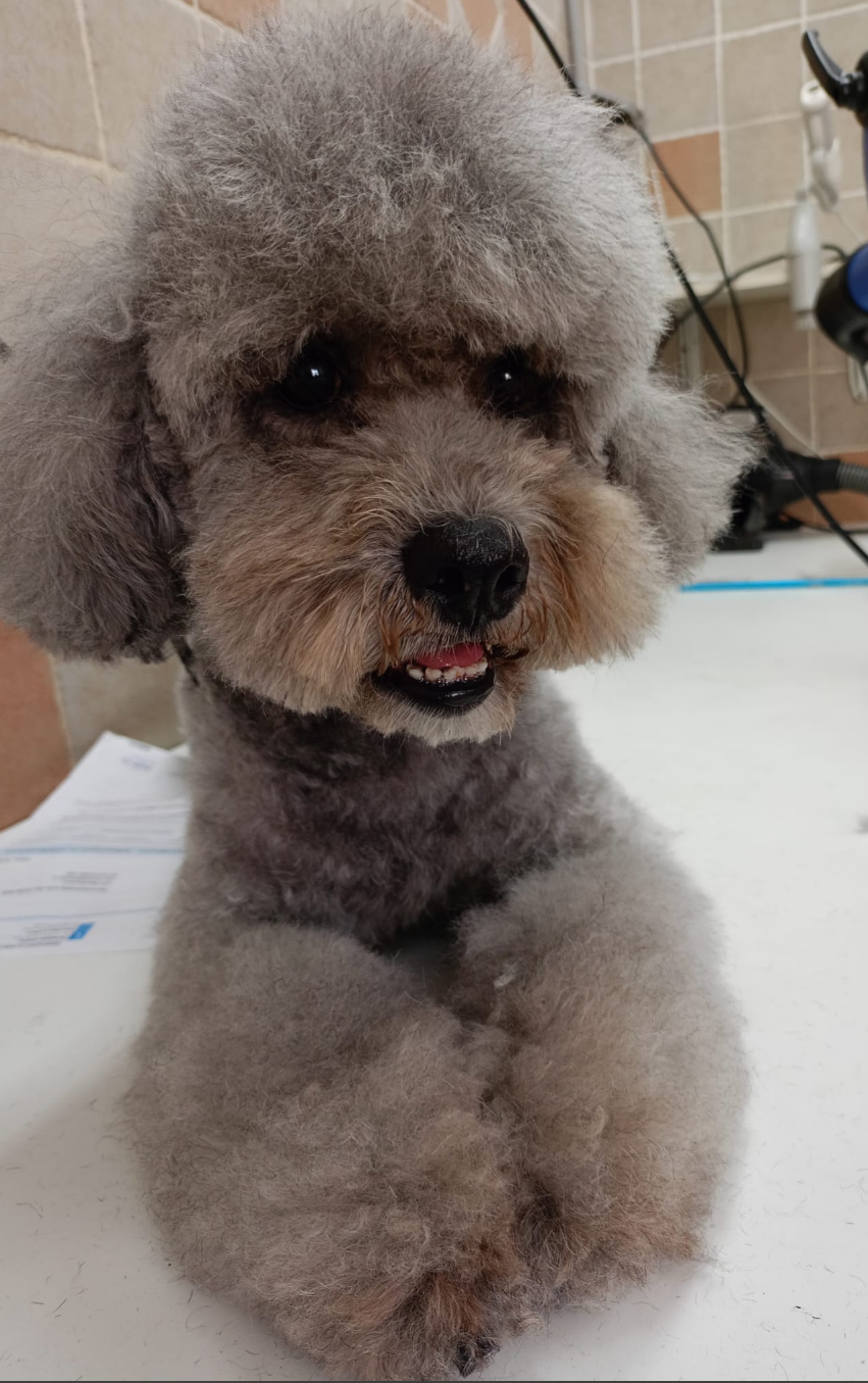 Barboncino grigio con un taglio da orsacchiotto, che guarda avanti.