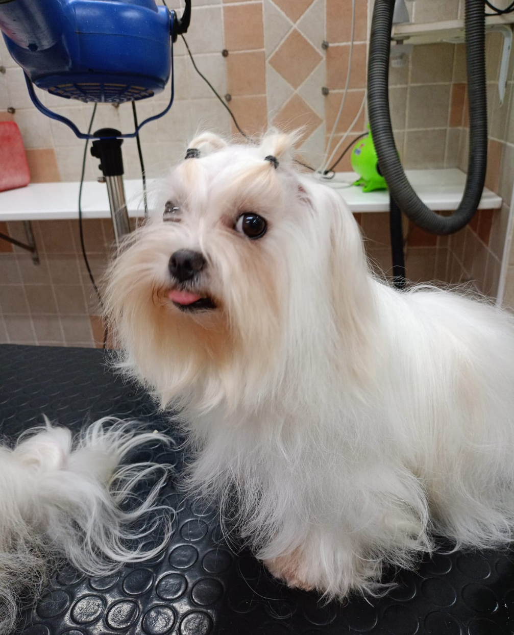 Cane maltese bianco su un tavolo da toelettatura, con la lingua fuori e accessori per capelli.