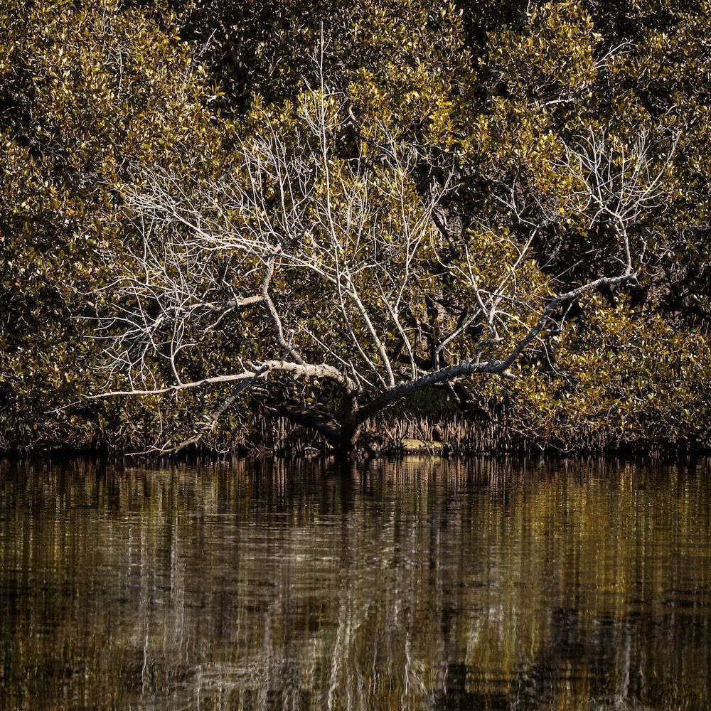 A Tree Branch Is Hanging Over A Body Of Water Surrounded By Trees — Coastal Protection Services Pty Ltd In Newcastle, NSW