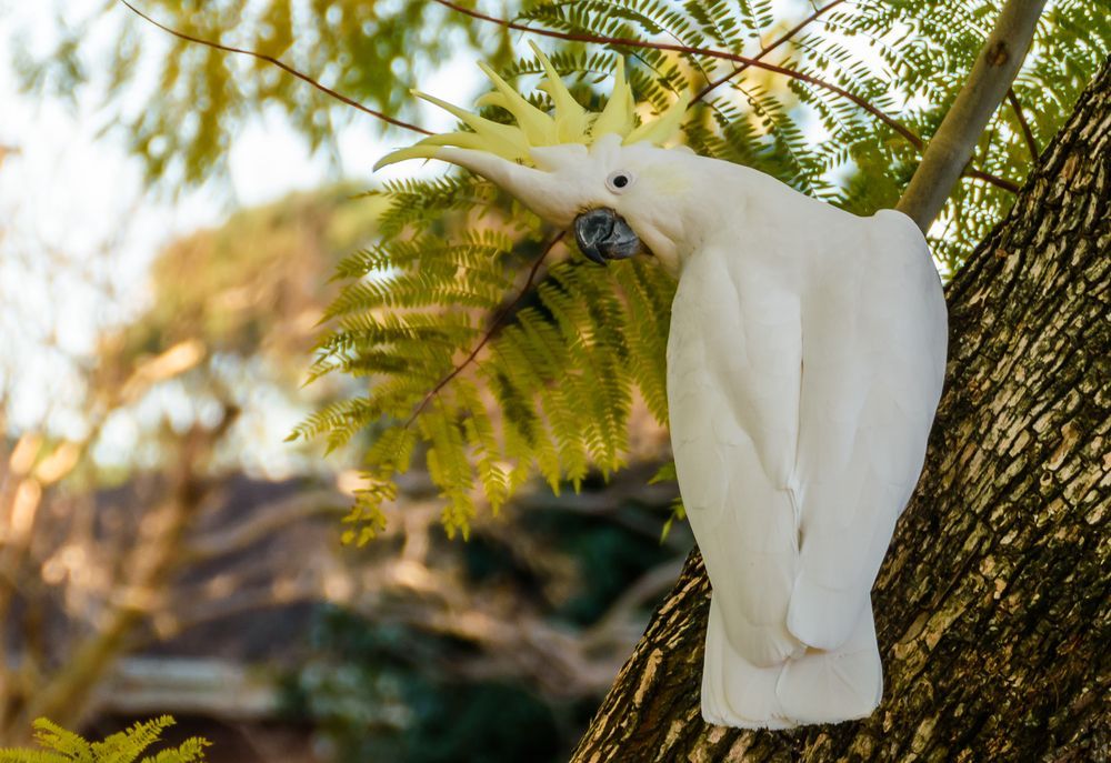 A White Cockatoo Is Perched On A Tree Branch — Coastal Protection Services Pty Ltd In Newcastle, NSW