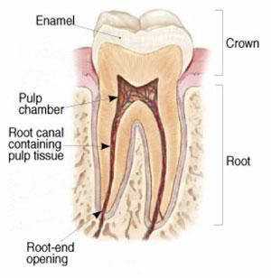 A diagram of a tooth showing the enamel and root