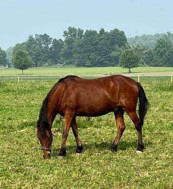 Brennan Equine Welfare Fund's 2023 Grant Recipients