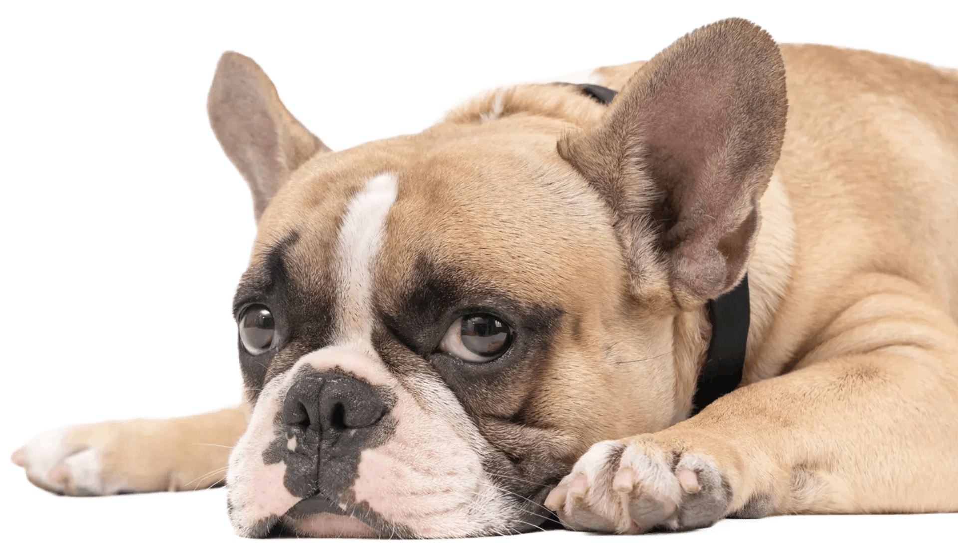 A french bulldog is laying down with its head on its paws on a white background.