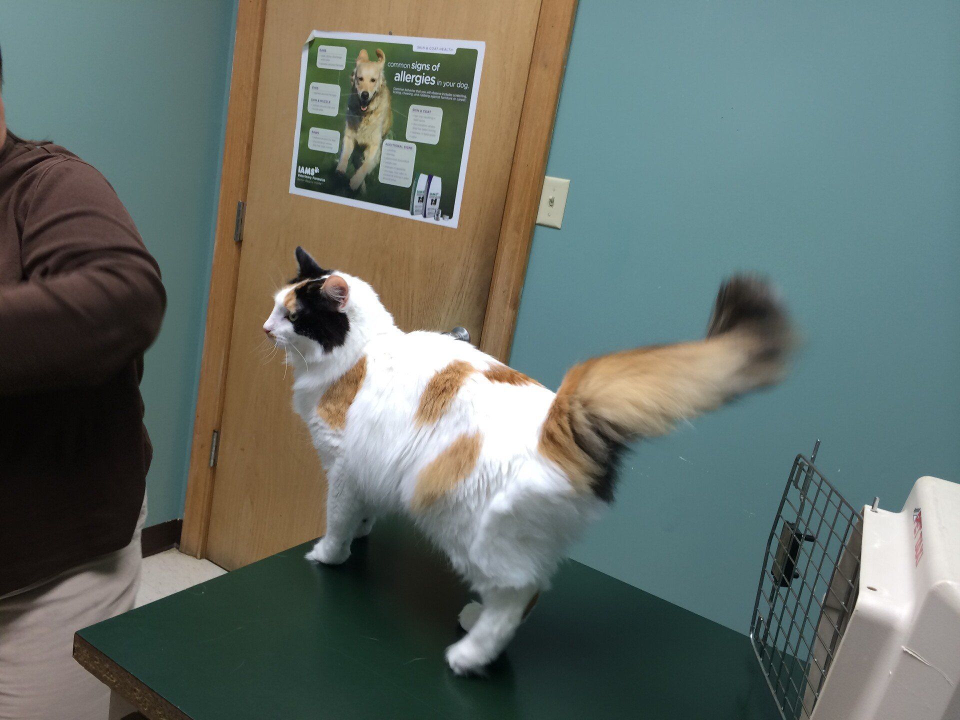 A calico cat is standing on a table in a veterinary office