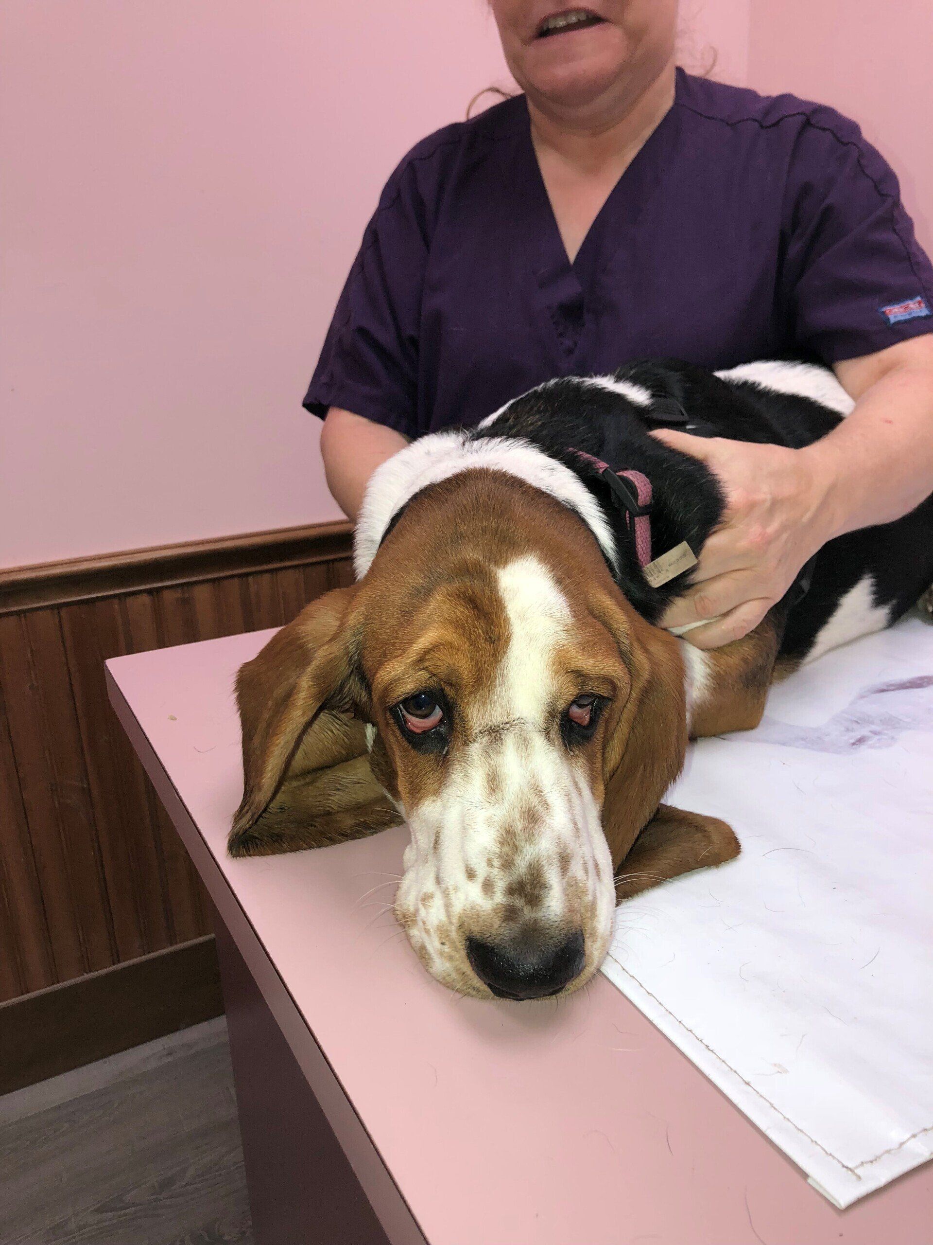 A woman in purple scrubs is petting a basset hound on a table