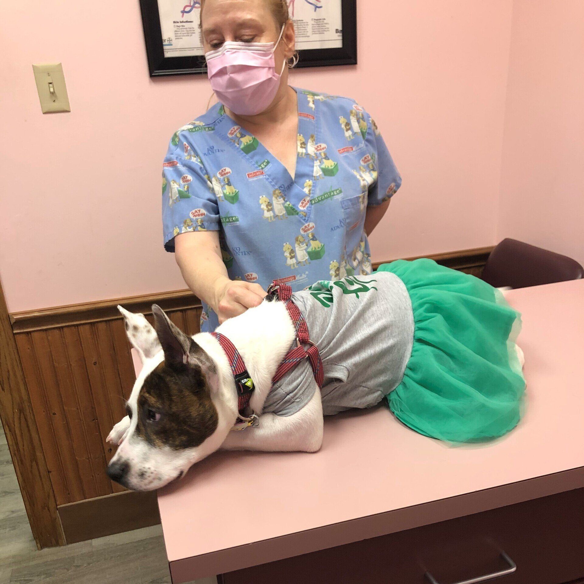 A woman wearing a mask is examining a dog wearing a tutu