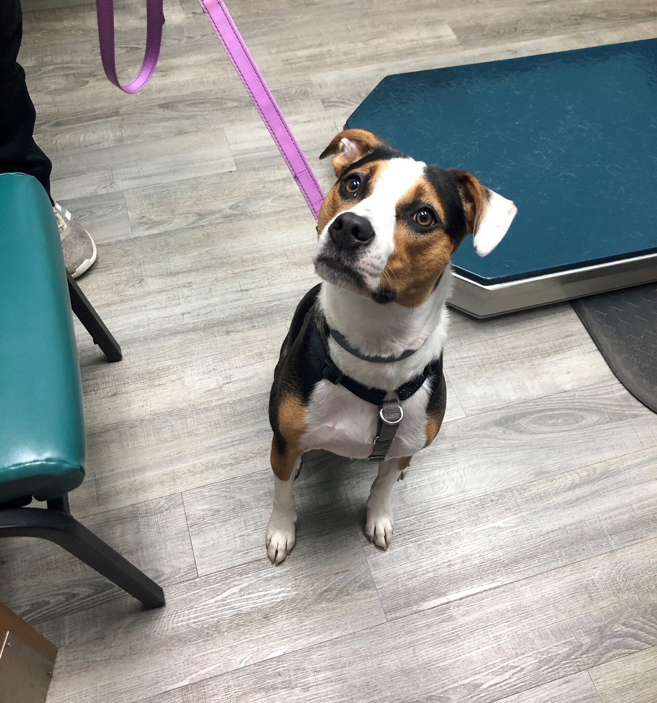 A brown and white dog is sitting on a wooden floor looking up at the camera.
