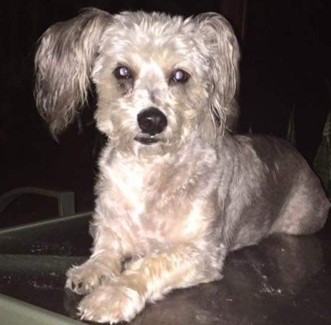 A small dog is laying on a table and looking at the camera.