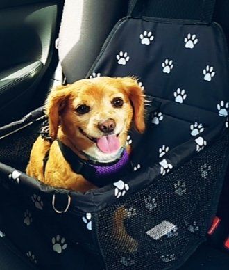 A dog is sitting in a car seat with paw prints on it