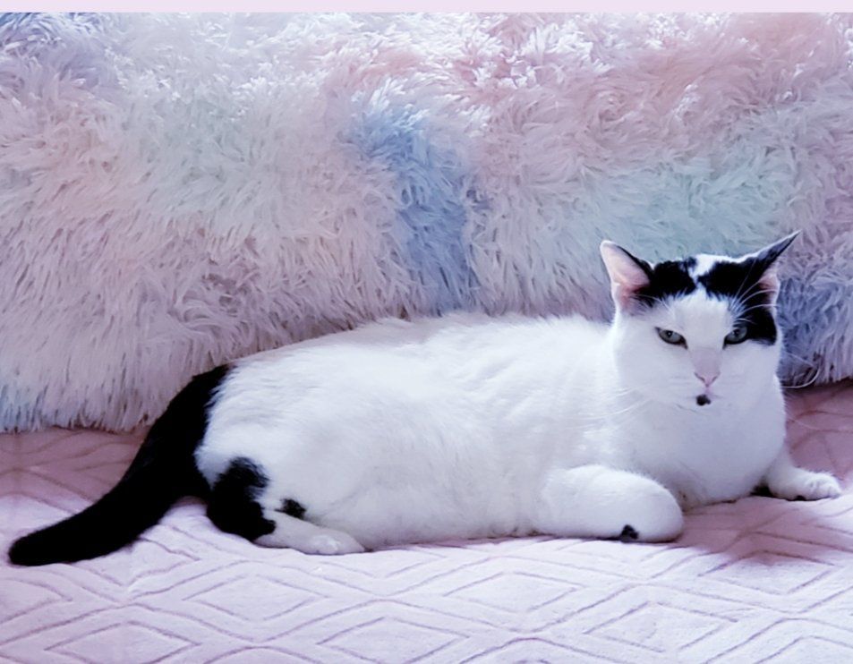 A black and white cat is laying on a pink rug