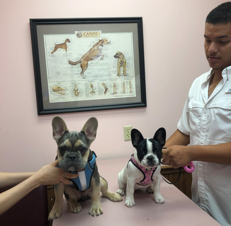 Two french bulldogs are being examined by a veterinarian