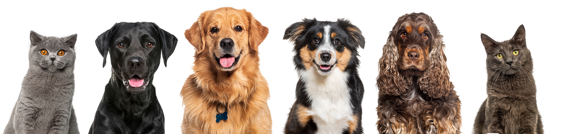 A group of dogs and cats sitting next to each other on a white background.