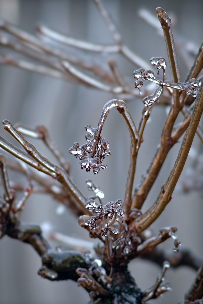 A close up of a tree branch with ice on it
