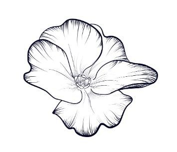 Zwart-wit inkttekening van een bloem met vijf overlappende bloemblaadjes en gedetailleerde lijnen.