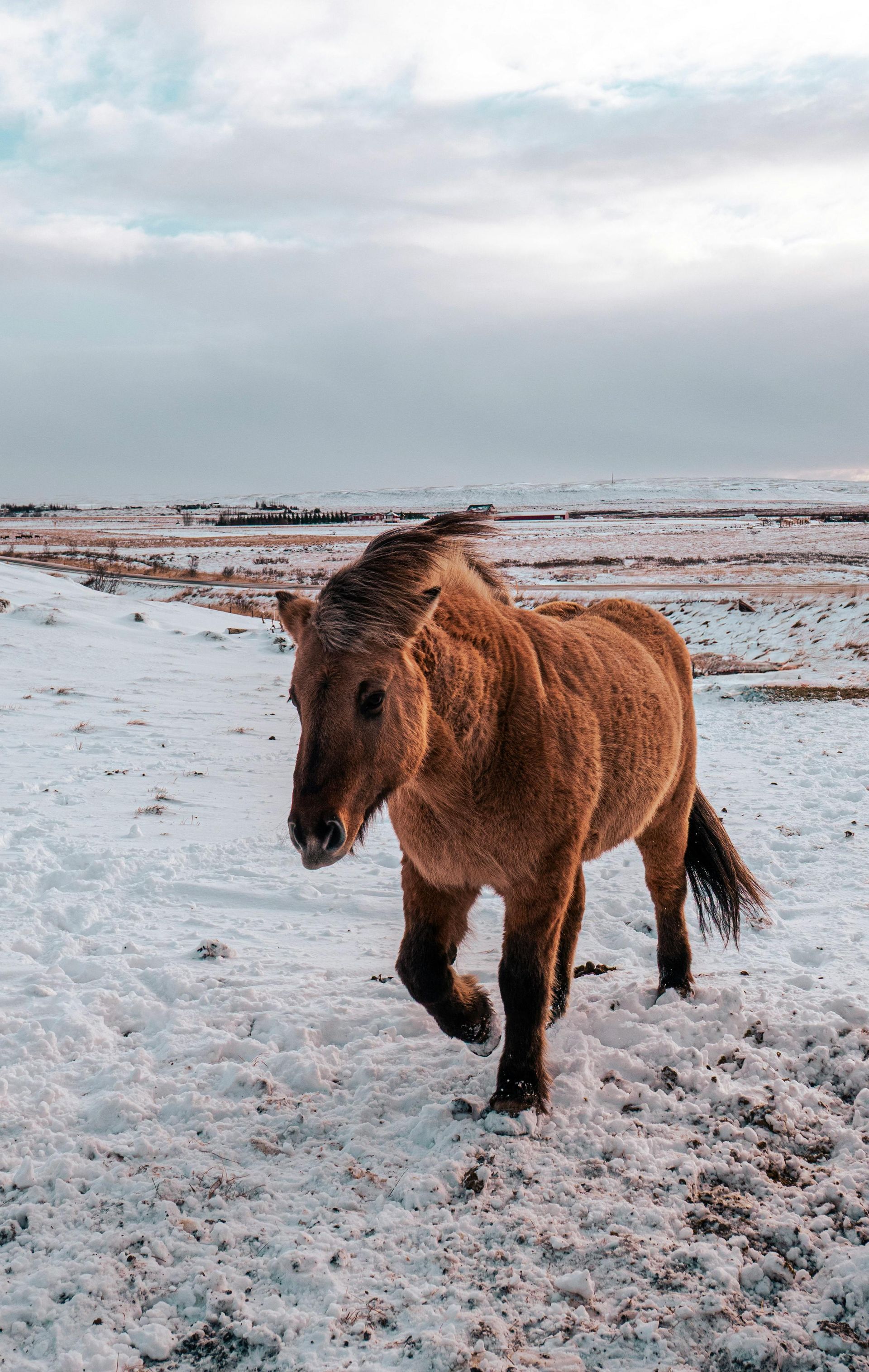 Een bruin paard loopt door een met sneeuw bedekt landschap onder een bewolkte hemel.