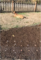 garlic scapes growing in backyard with dog running behind them