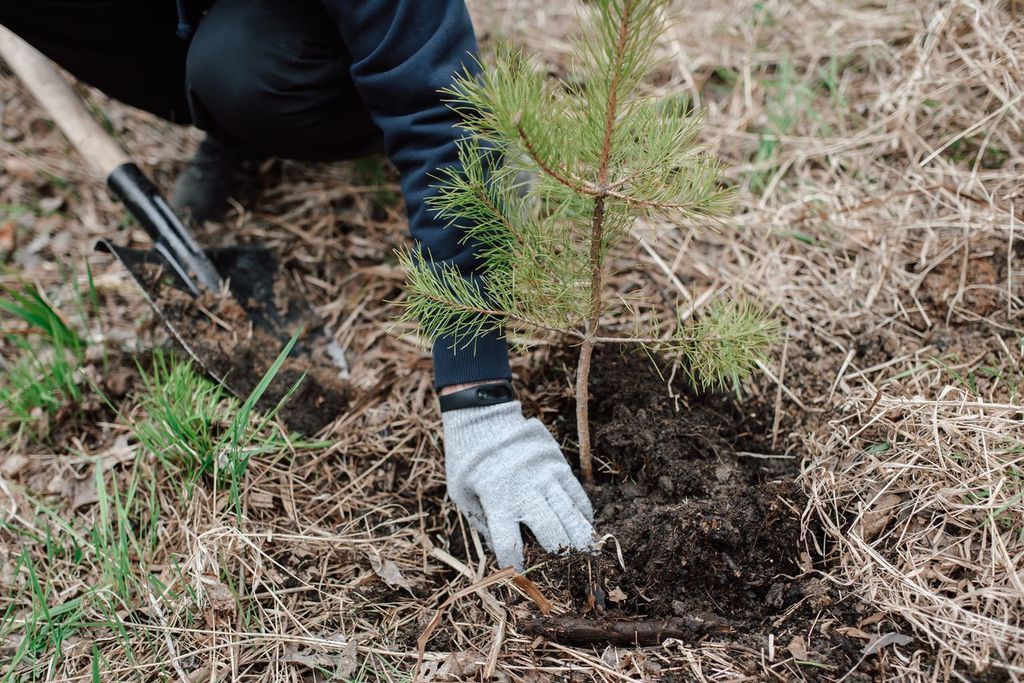 Person planting a small pine tree in soil, wearing gloves and using a shovel.
