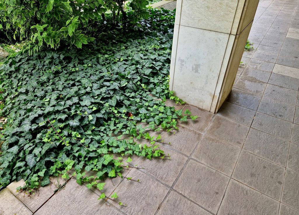 Green ivy creeping on stone tiles and around a concrete column.