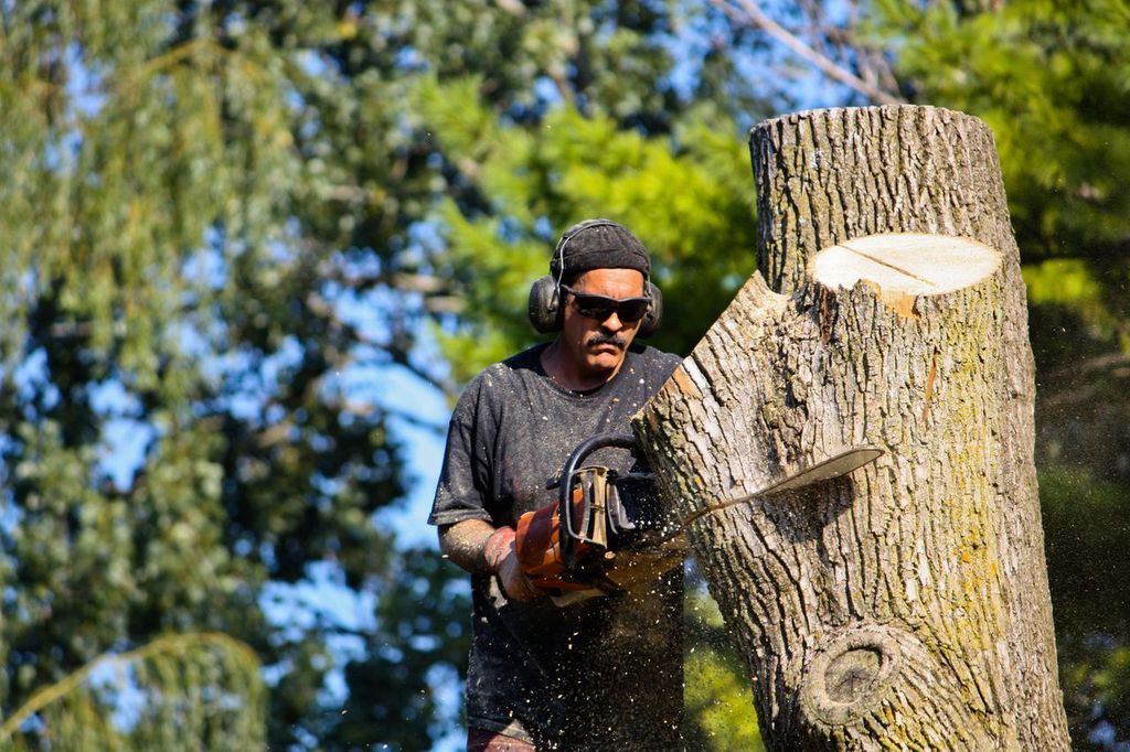 Person wearing safety gear using a chainsaw to cut a tree trunk outdoors.