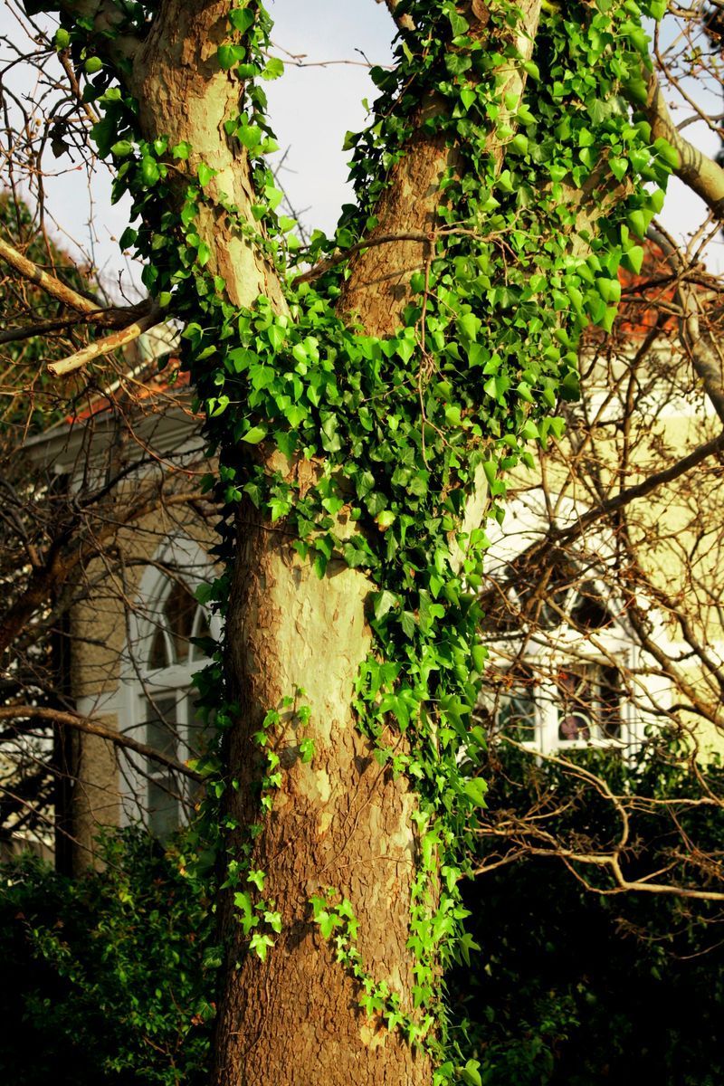 Tree trunk covered in green ivy, with a house in the background.