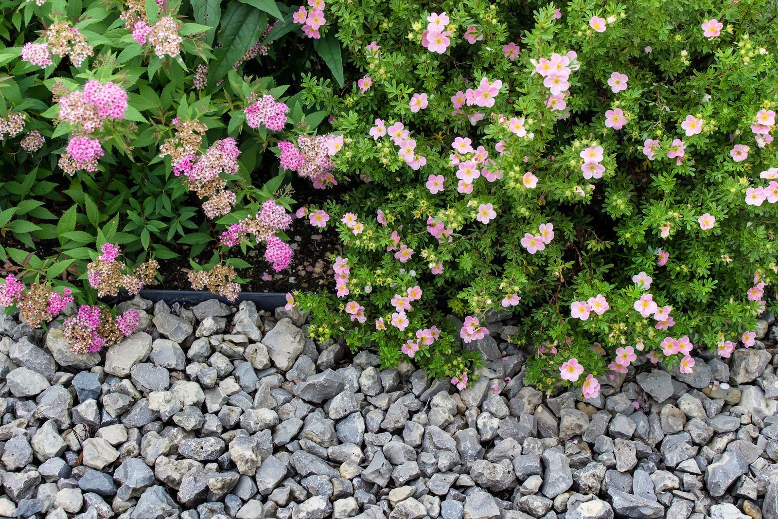 Pink flowering bushes bordering gray gravel.