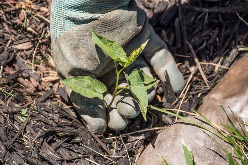 Gloved hand holding a small green seedling.