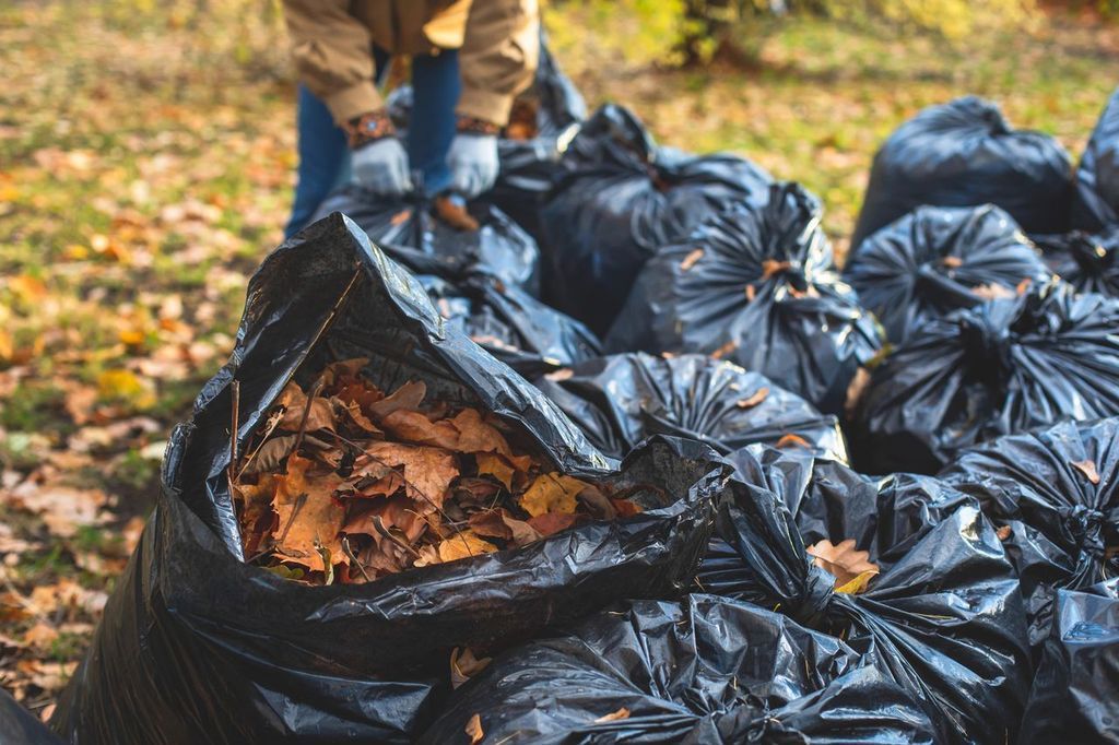 Person filling black bags with fallen brown leaves in a yard.