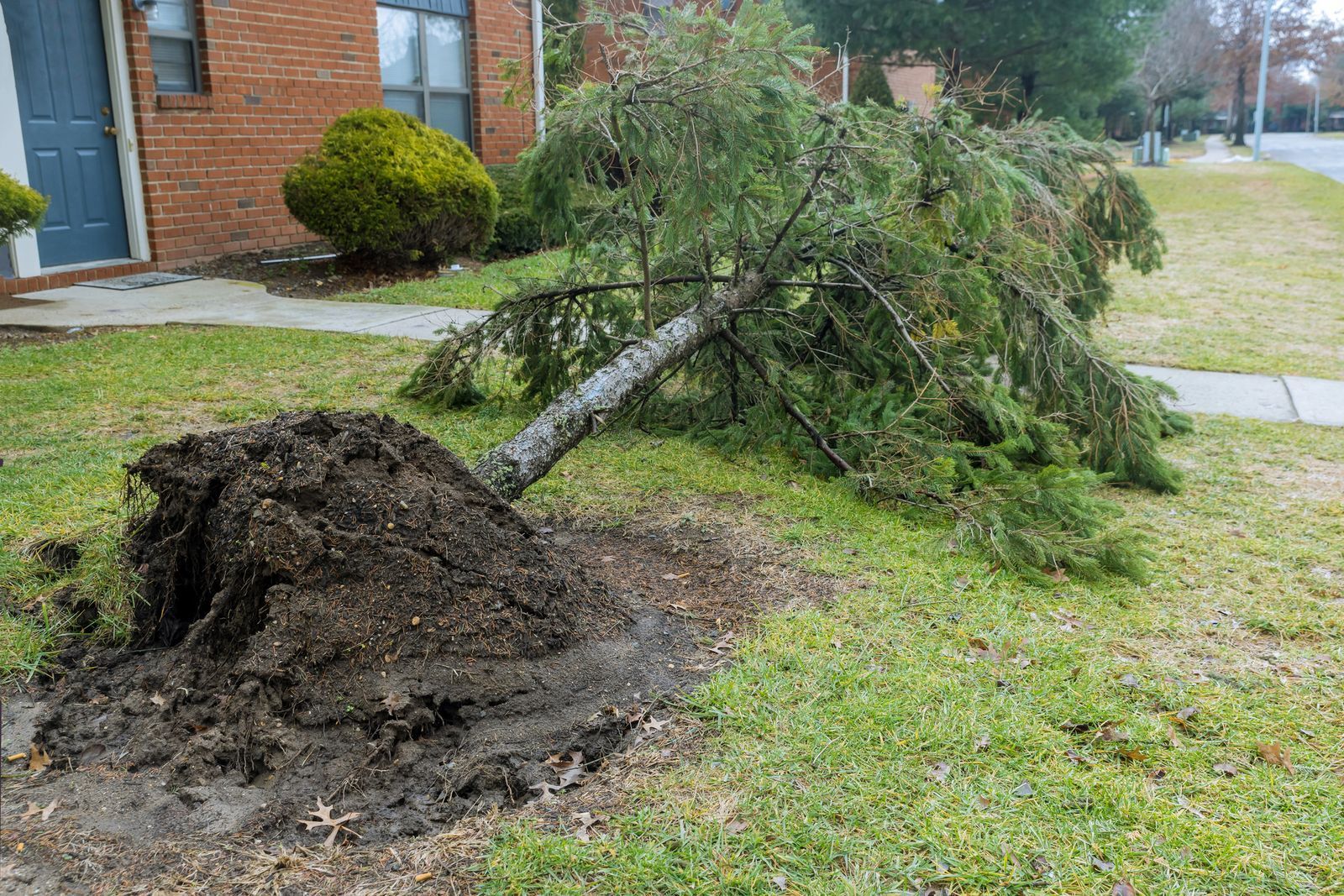 Uprooted tree lying on a grassy lawn.