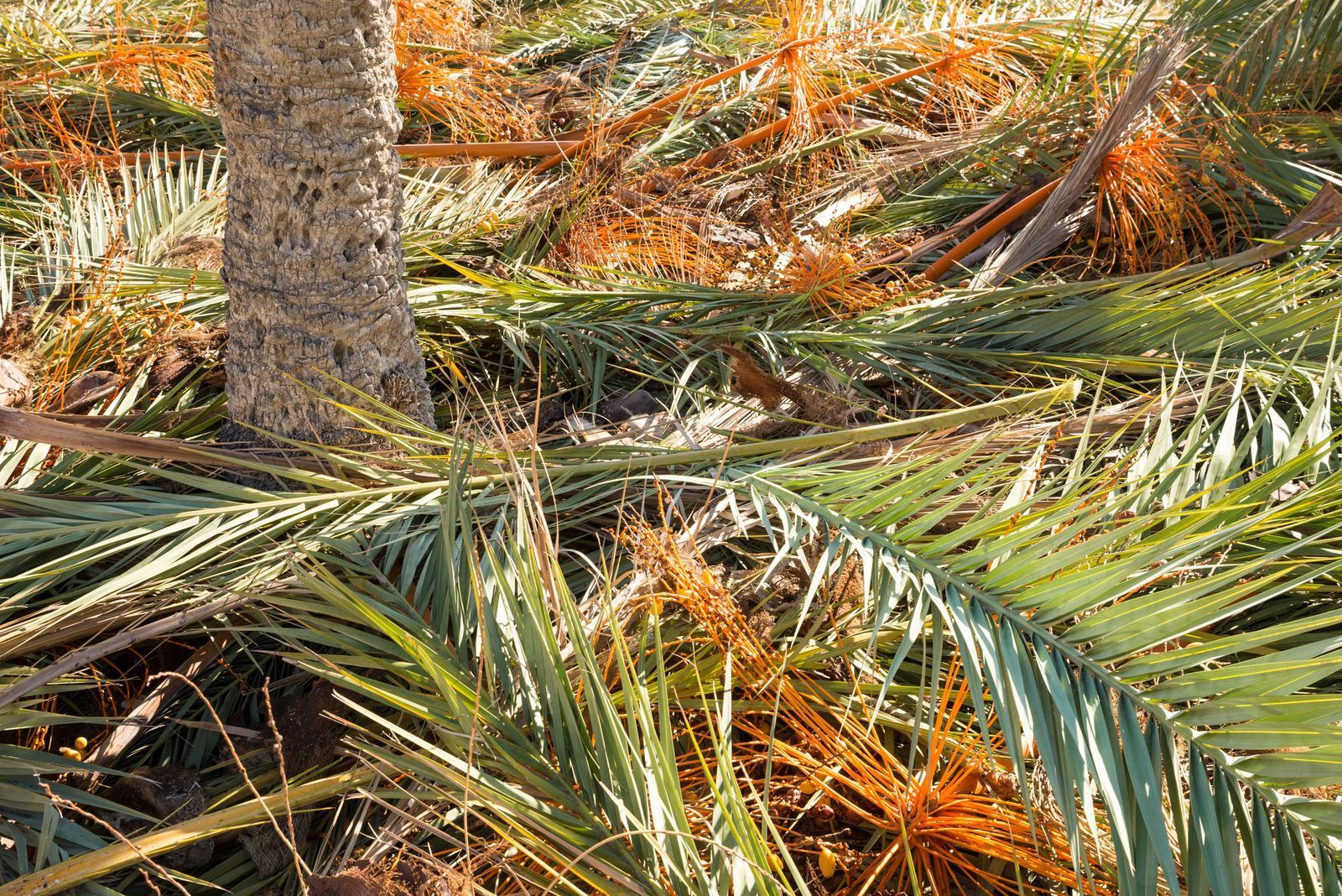 Palm tree trunk surrounded by cut green and orange palm fronds.