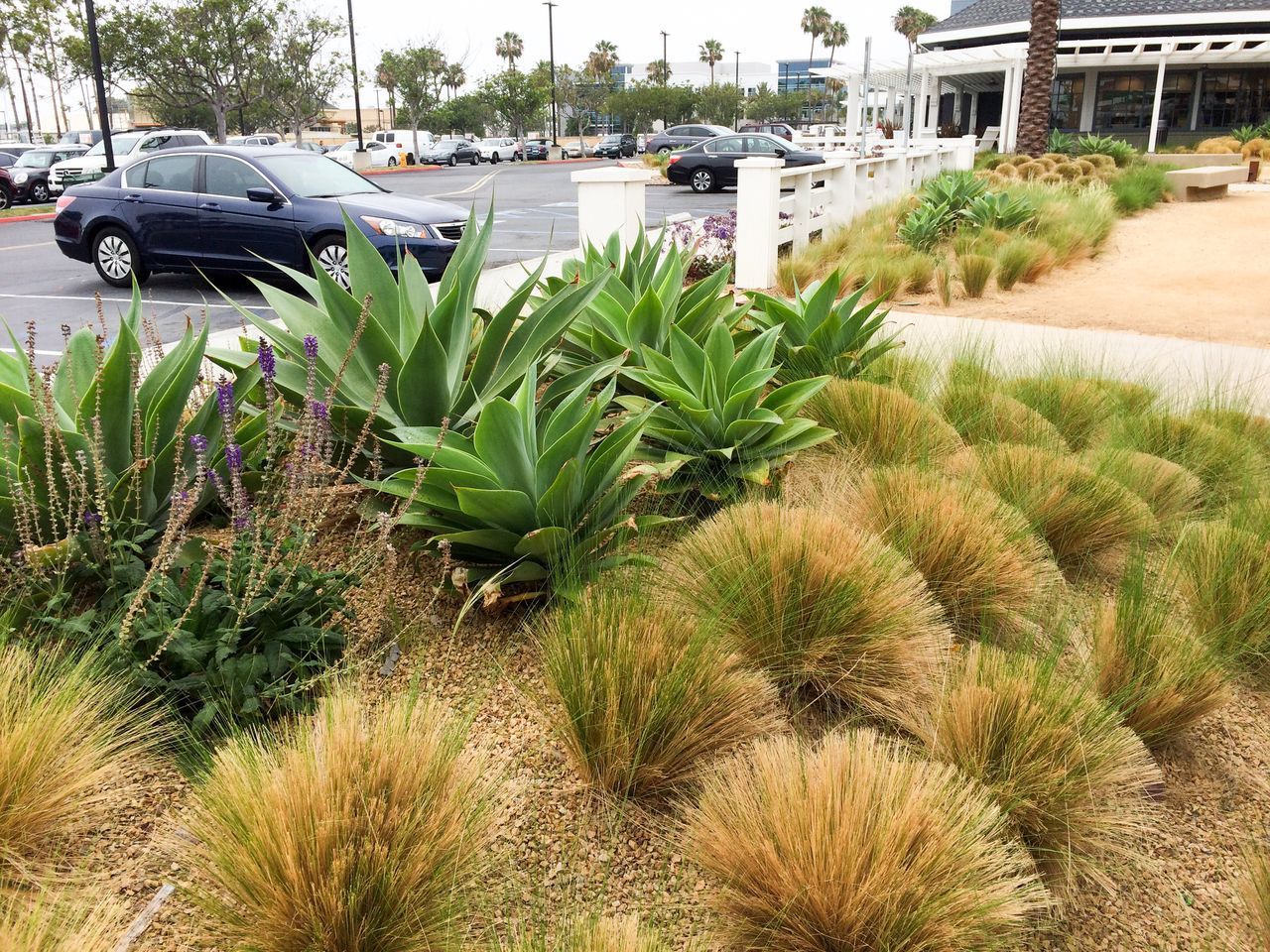 Landscaped area with agave plants, brown grasses, and a parking lot in the background.