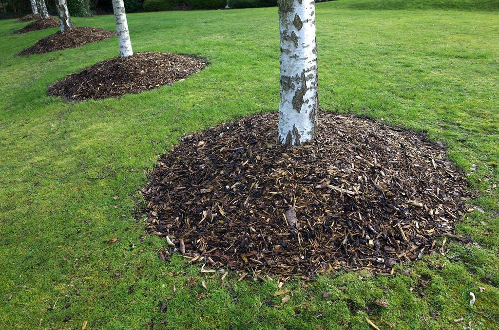 Birch trees surrounded by dark brown mulch on a green lawn.