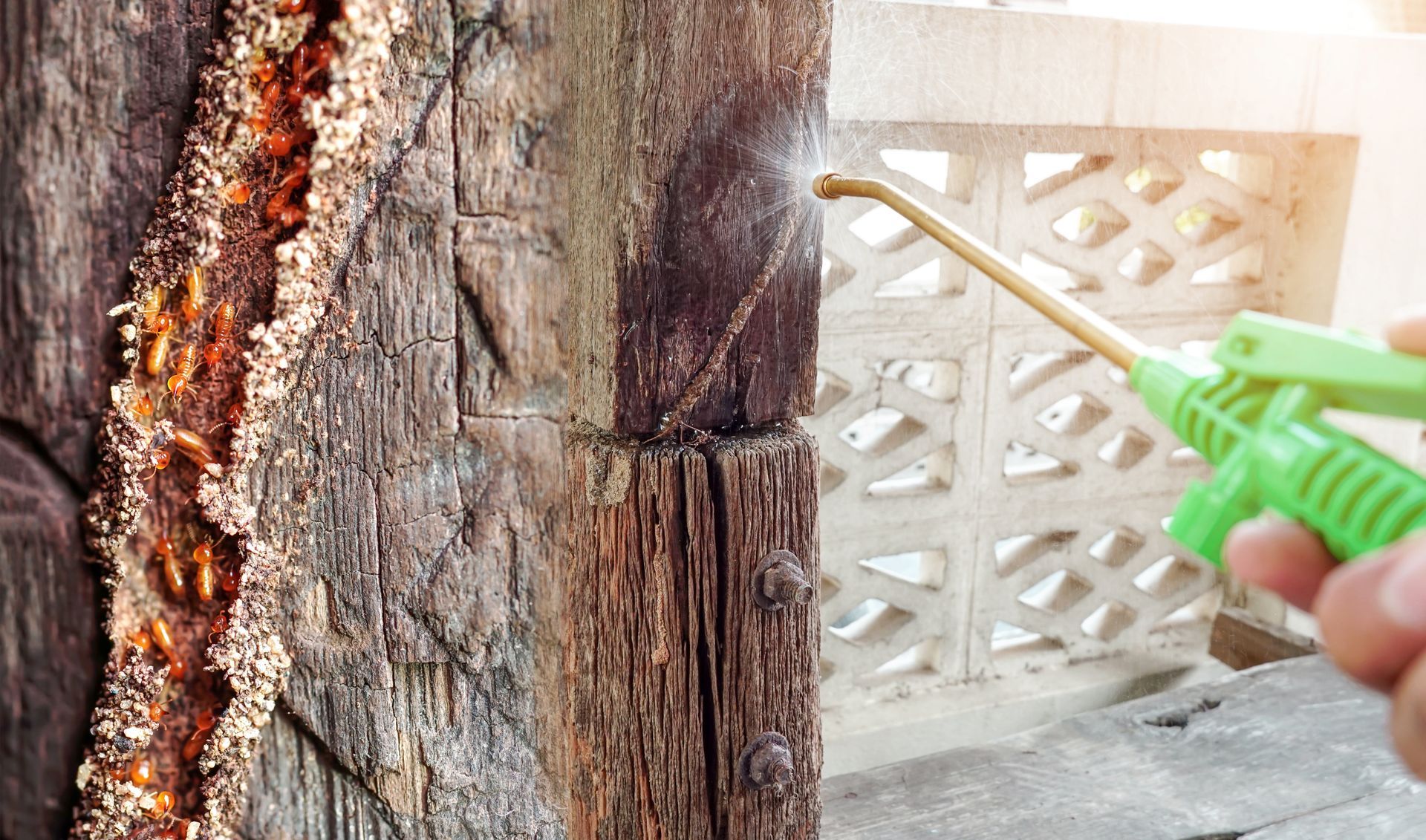 Close-up of a termite control technician using wood termite removal equipment.