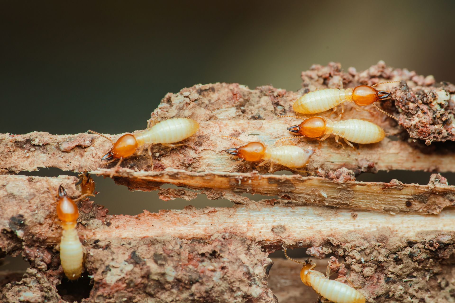 Close-up of termites actively consuming and damaging a piece of wood. Close-up of termites actively consuming and damaging a piece of wood.