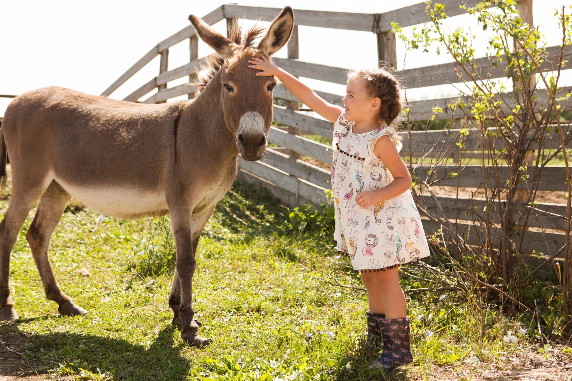 A little girl petting a friendly donkey at a day camp for kids near Berea, KY