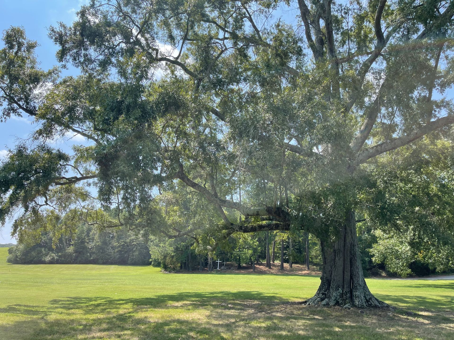 A large tree in the middle of a grassy field.