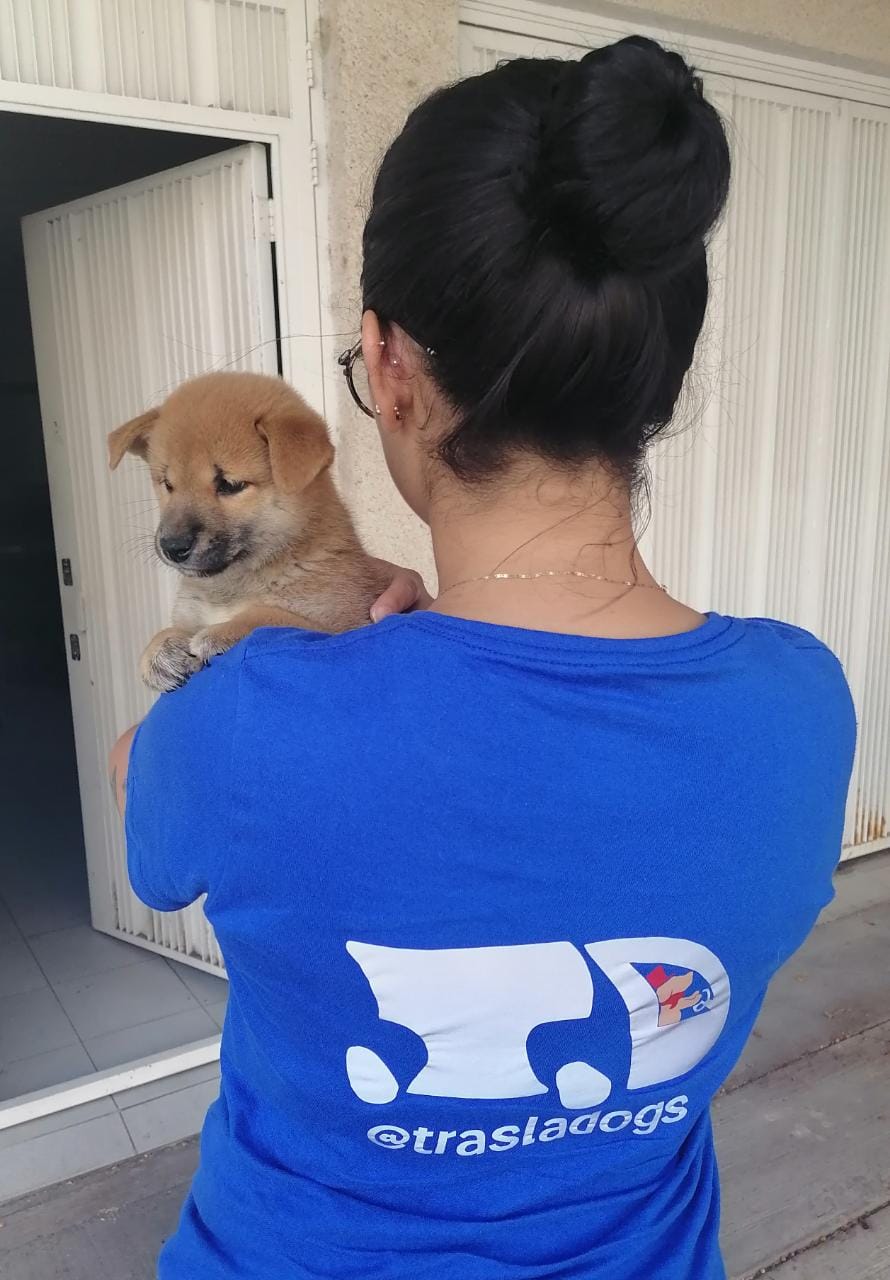 transporte de perros en leon guanajuato