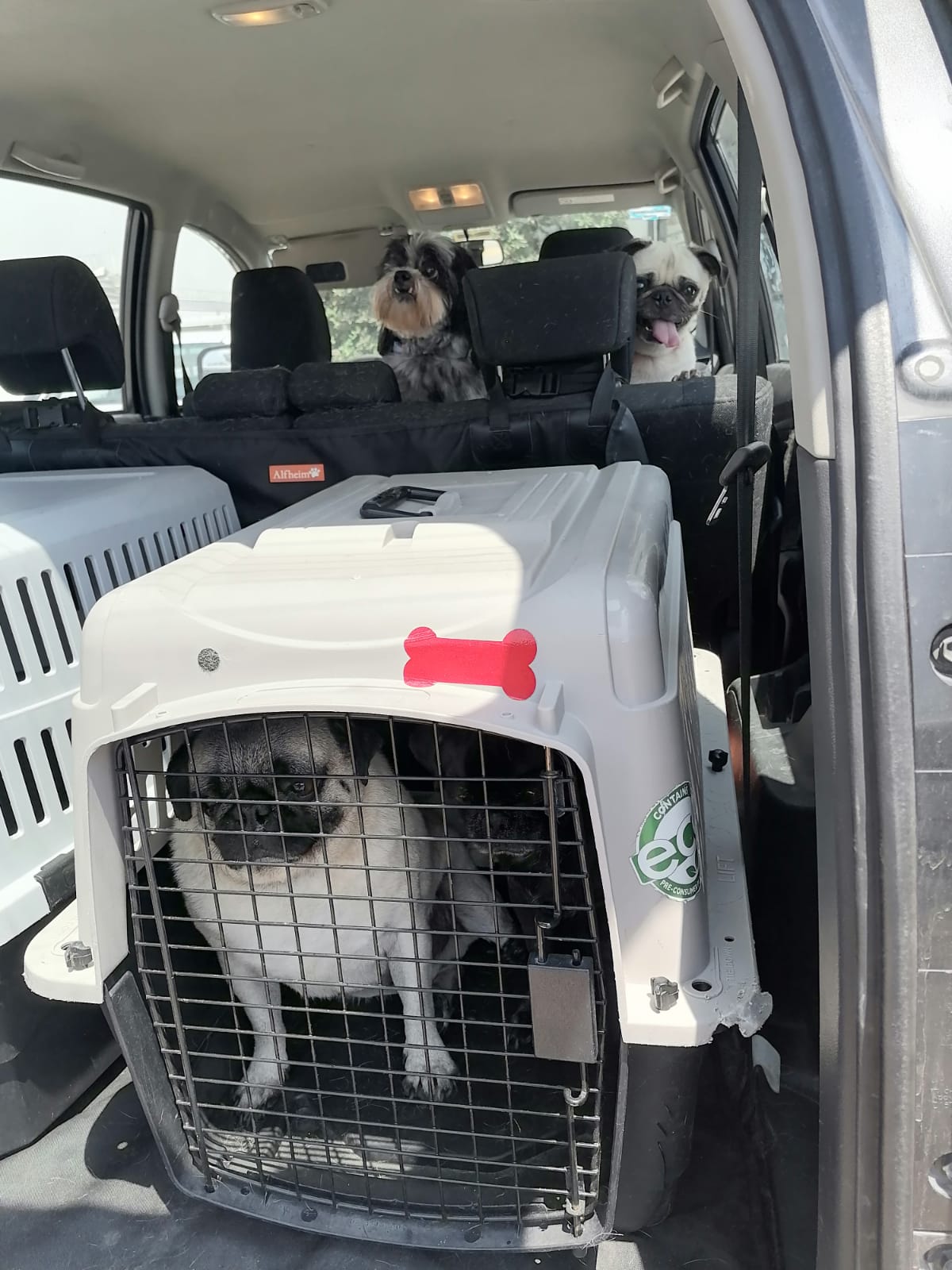 transporte de perros en leon guanajuato