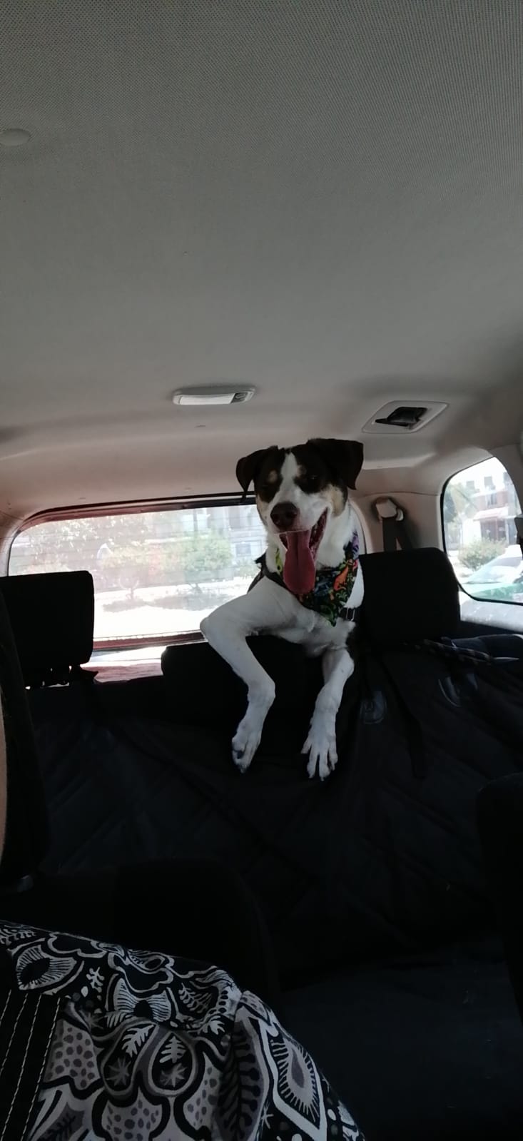 transporte de perros en leon guanajuato